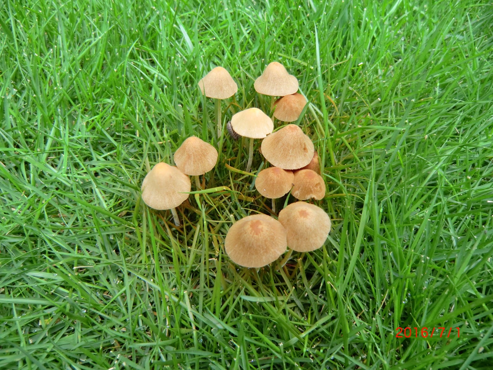 庭の草花 芝生にキノコが突然生えてきました