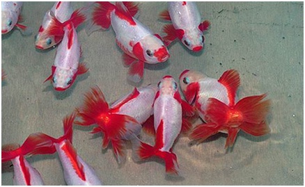 10 Jenis Ikan Mas Koki yang Sering di Pelihara di Aquarium - Ojo lali