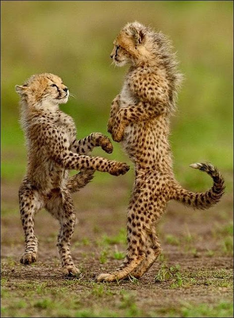 Dancing Cheetah