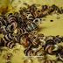 Wisata Kuliner Rumahan Gulai Siput khas Tanjung Pinang