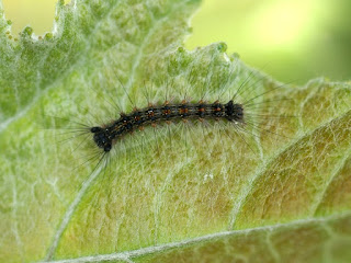 Chenille du Québec non identifiée Chenille du Québec non identifiée