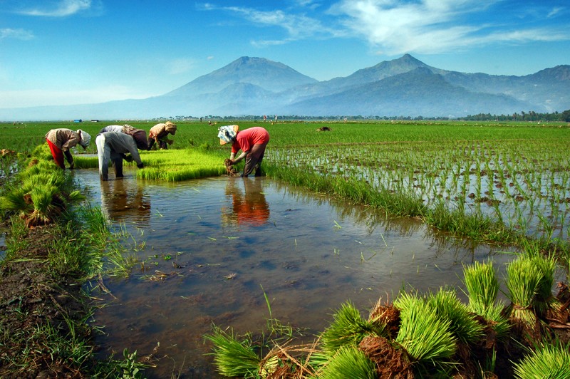 SANS POWER: Permasalahan Pertanian di Indonesia