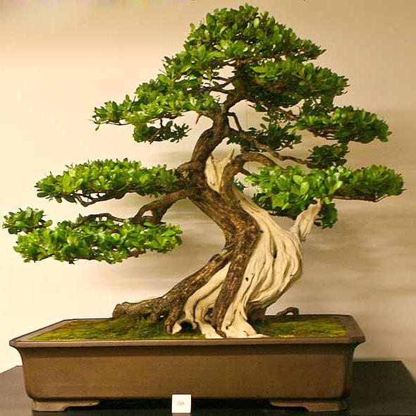 Beberapa Bentuk Dasar Bonsai Indonesia