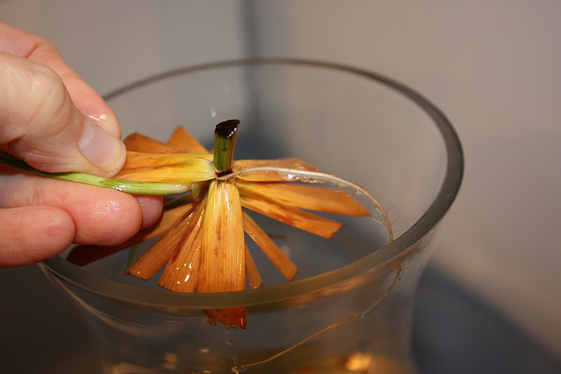 Propagate Umbrella Palm = Cyperus involucratus