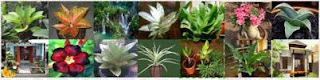 Beautiful Plants