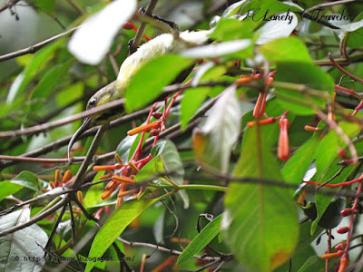 Purple-rumped sunbird - Leptocoma zeylonica