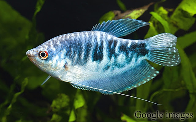 Trichopodus Trichopterus - Ikan Sepat Trichopodus Trichopterus - Ikan Sepat