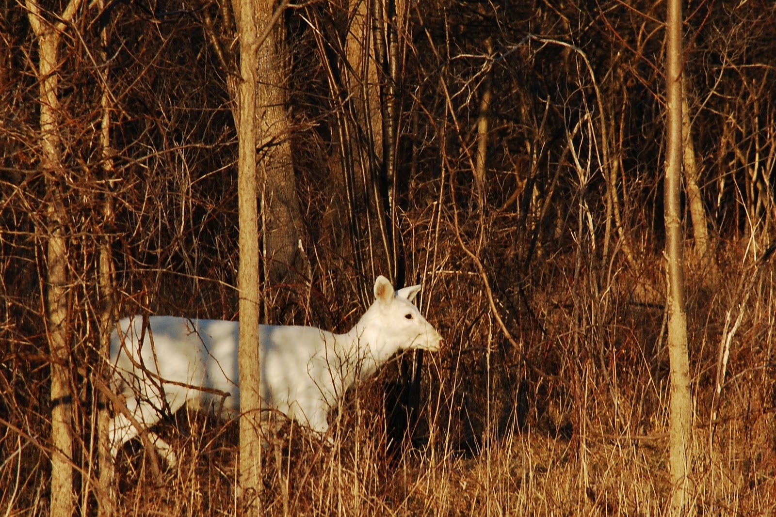 Mission Musings White Deer in Seneca, New York