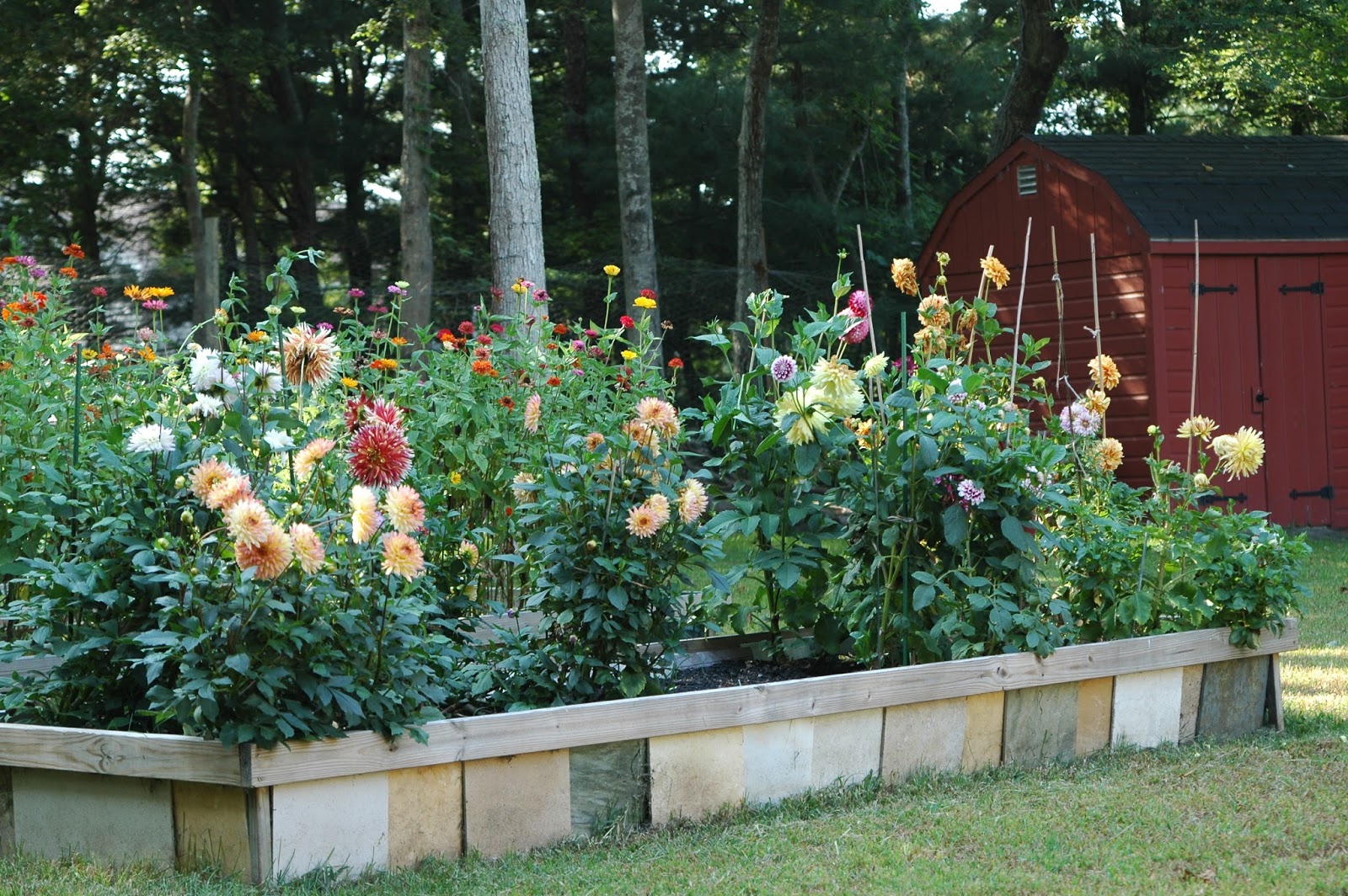 deborah jean's DANDELION HOUSE and GARDEN How Many Dahlias Can You