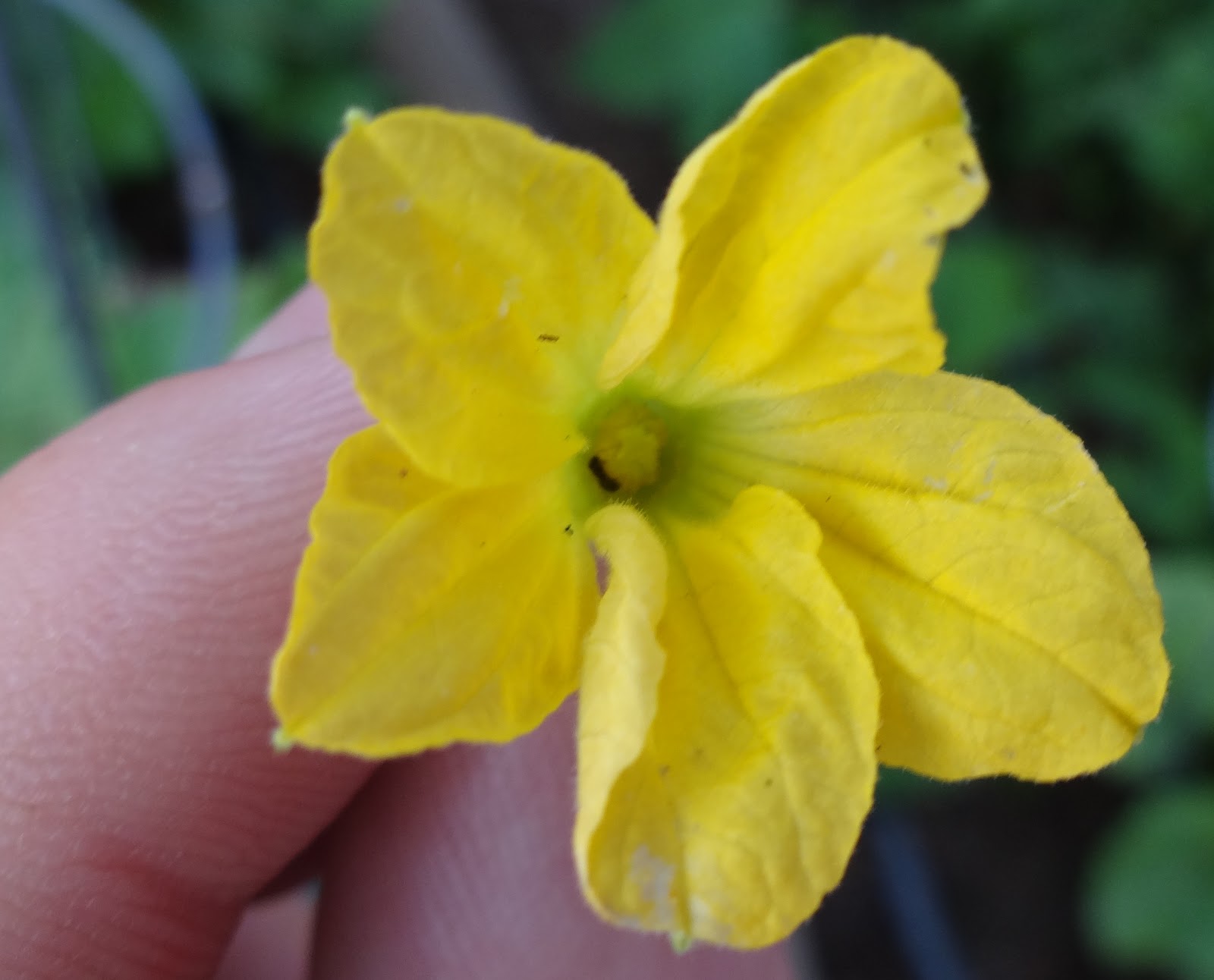 The Scientific Gardener Hand Pollinating Melons