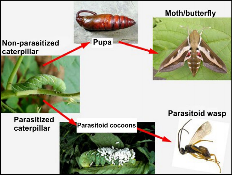 Banting Green: Science and the Environment Plus: Parasitoid Wasps at ...