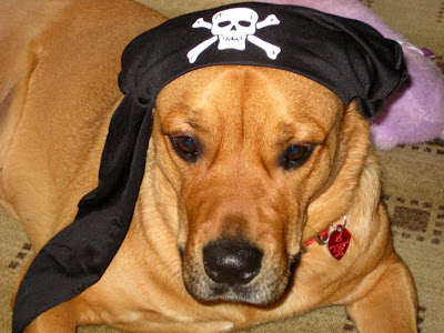 pirate dog costume - turtlesandtails.blogspot.com