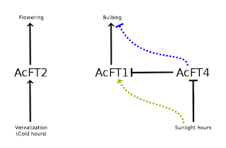 Figure illustrating a model of how environment regulates flowering and bulbing. Vernalization (cold hours) increases AcFT2 which then increases flowering. Sunlight hours suppresses AcFT4, which suppresses AcFT1, which encourages bulbing. A pair of dashed arrows indicating sunlight hours stimulates AcFT1 and AcFT4 suppresses bulbing.