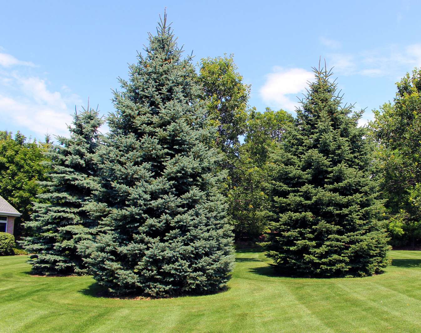 Second Grade English Deciduous and evergreen trees