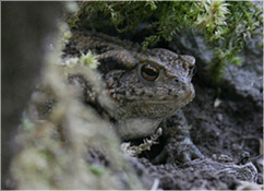 Barna varangy (Bufo bufo)
