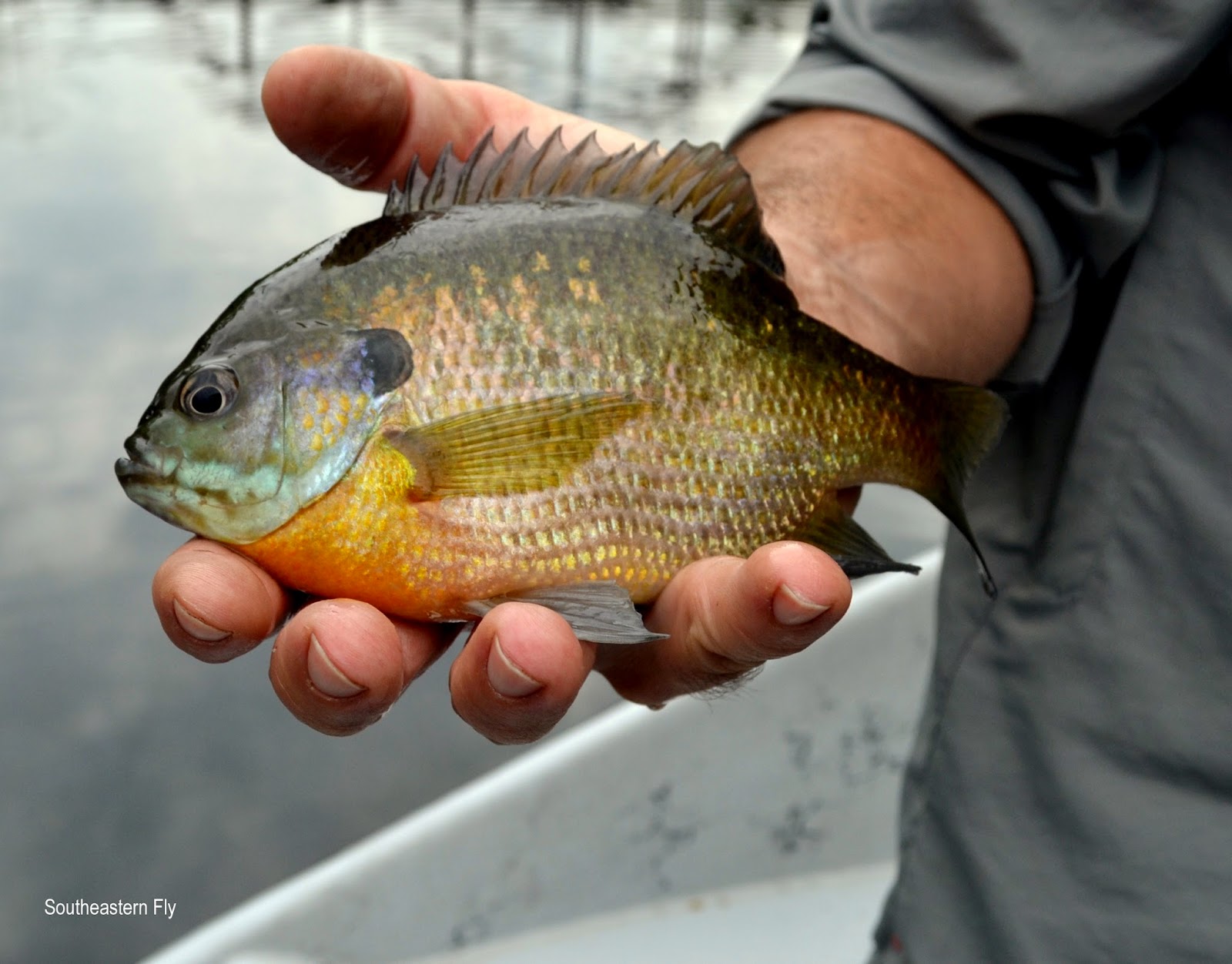 Southeastern Fly: Tennessee Trout Fishing