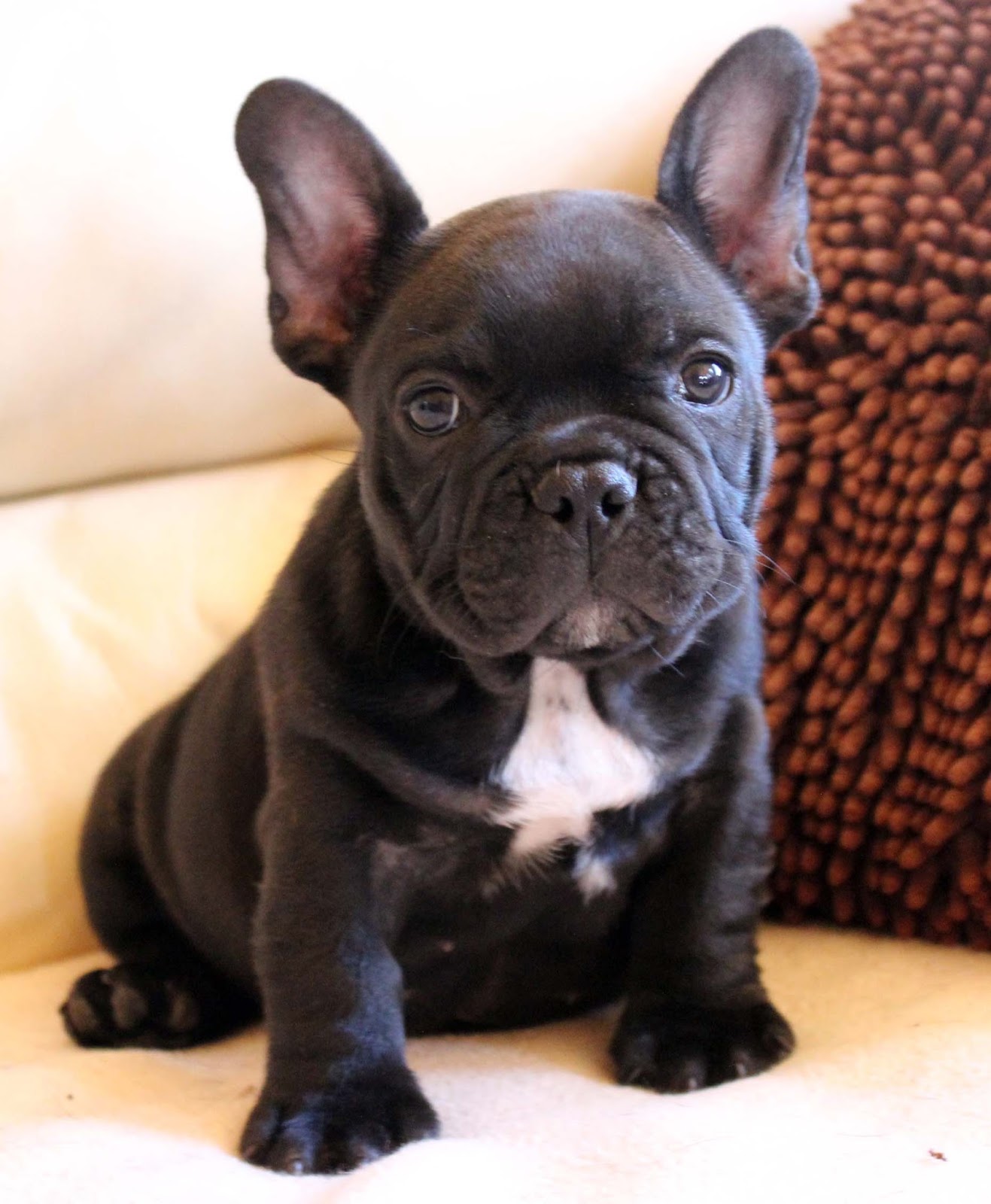 Fayme French Bulldogs: Bruno