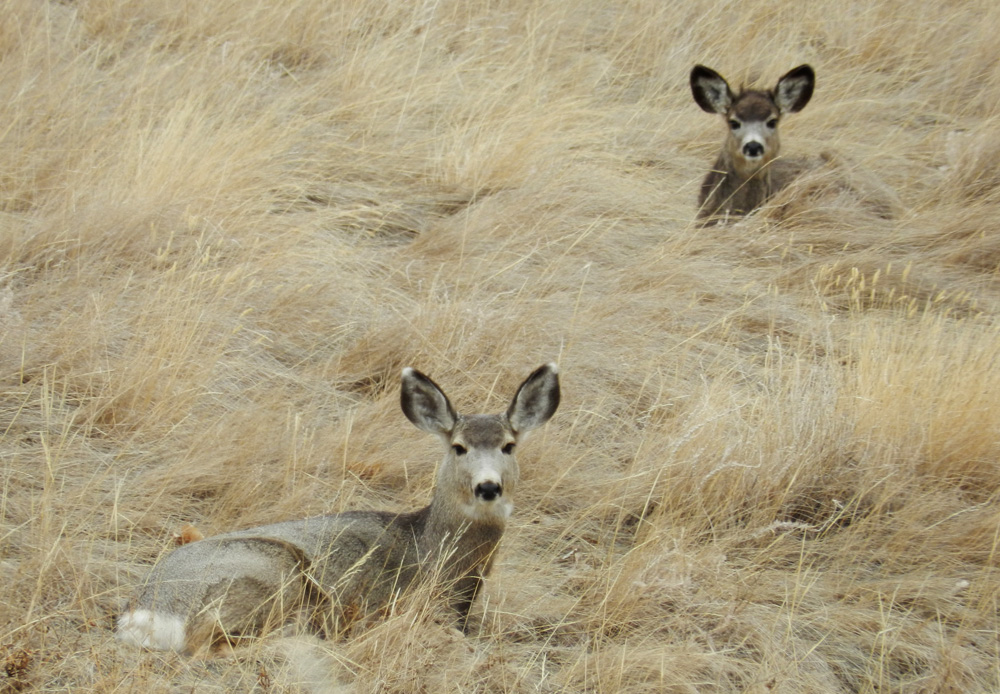 Elfshot Mule Deer and Pronghorn Antelope