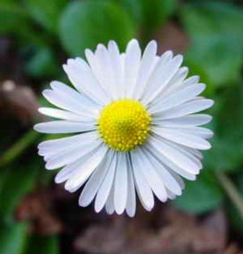 Se você conhece o autor desta imagem, por favor nos informe para que possamos atribuir-lhe os devidos créditos. Obrigado. Flor sorriso. #PraCegoVer