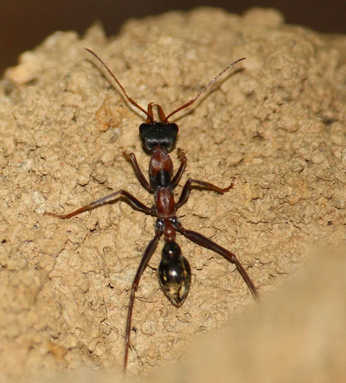 Close up image of Myrmecia - The Bull or Bulldog ant