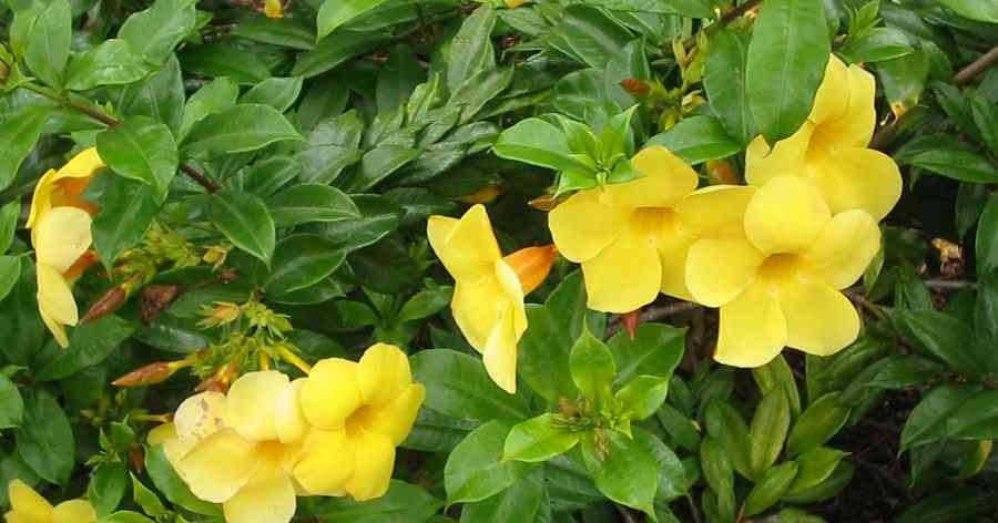 Info Seputar Tanaman Bunga