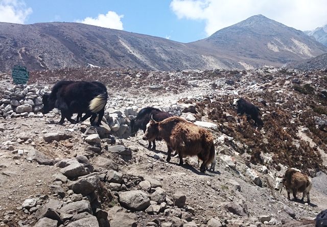 Yaks-Lobuche-Himalaya