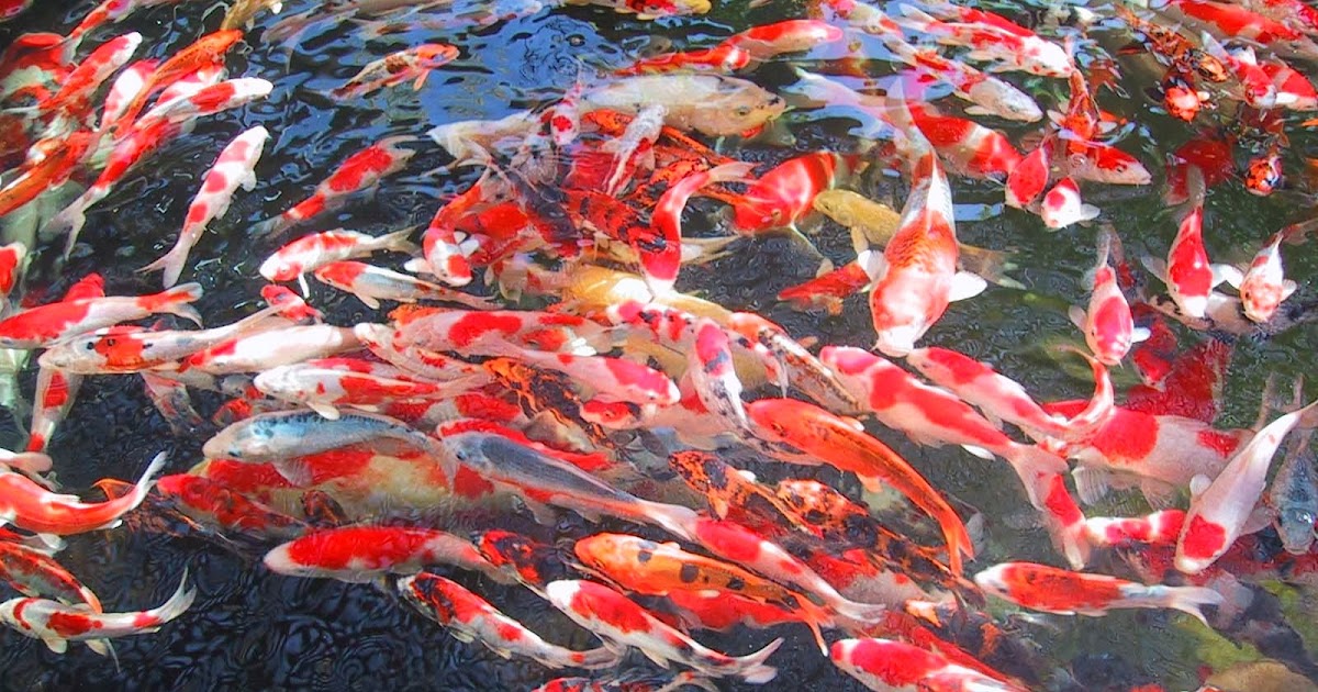 Cara Mudah Budidaya dan Perawatan Ikan Koi Petani TOP Cara Mudah Budidaya dan Perawatan Ikan Koi Petani TOP