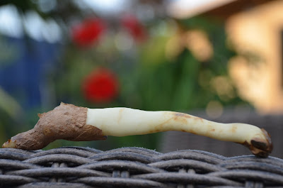 A piece of glory lily root