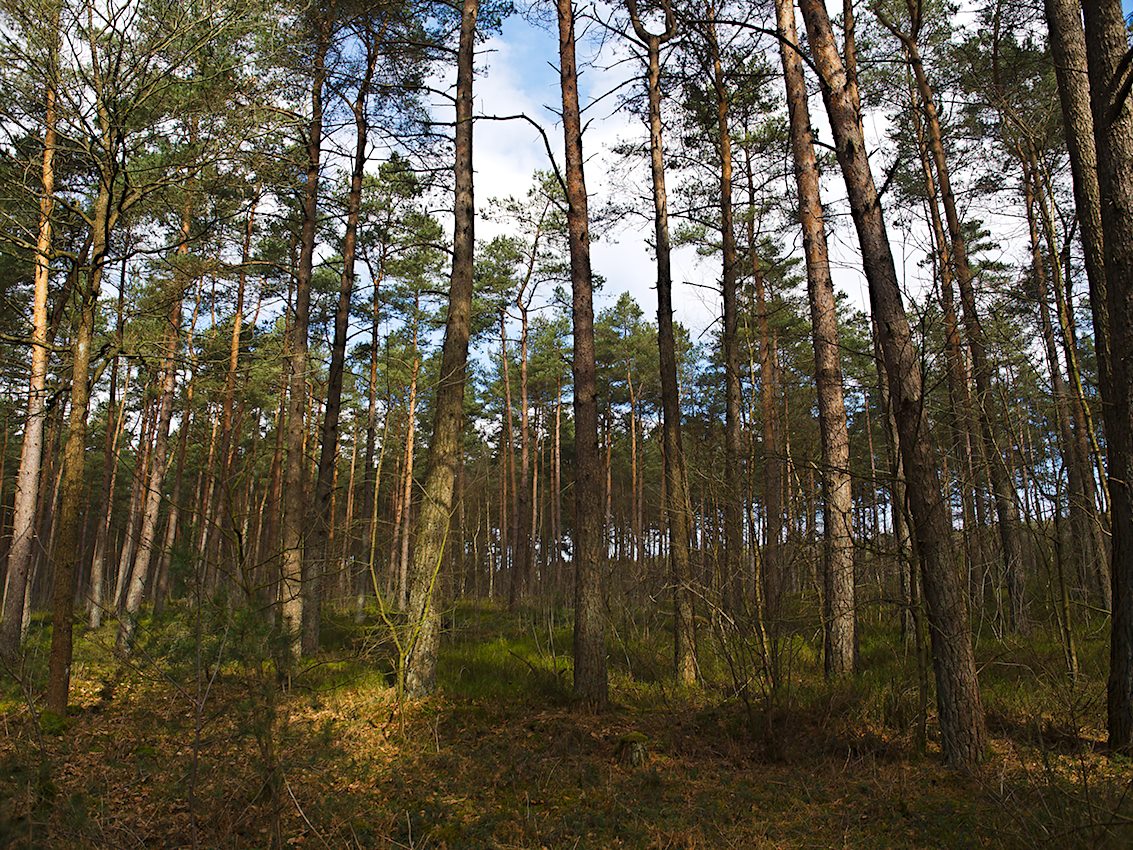 Kiefernwald Kiefernwald