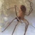 Spider Makes a Cast For It's Broken Leg Out of It's Own Silk