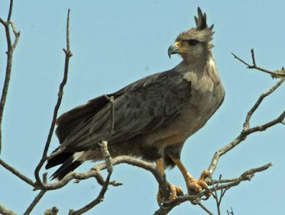 Crowned solitary eagle