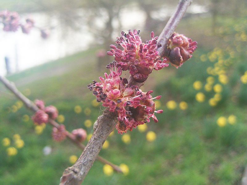 Trees with WindPollinated Flowers