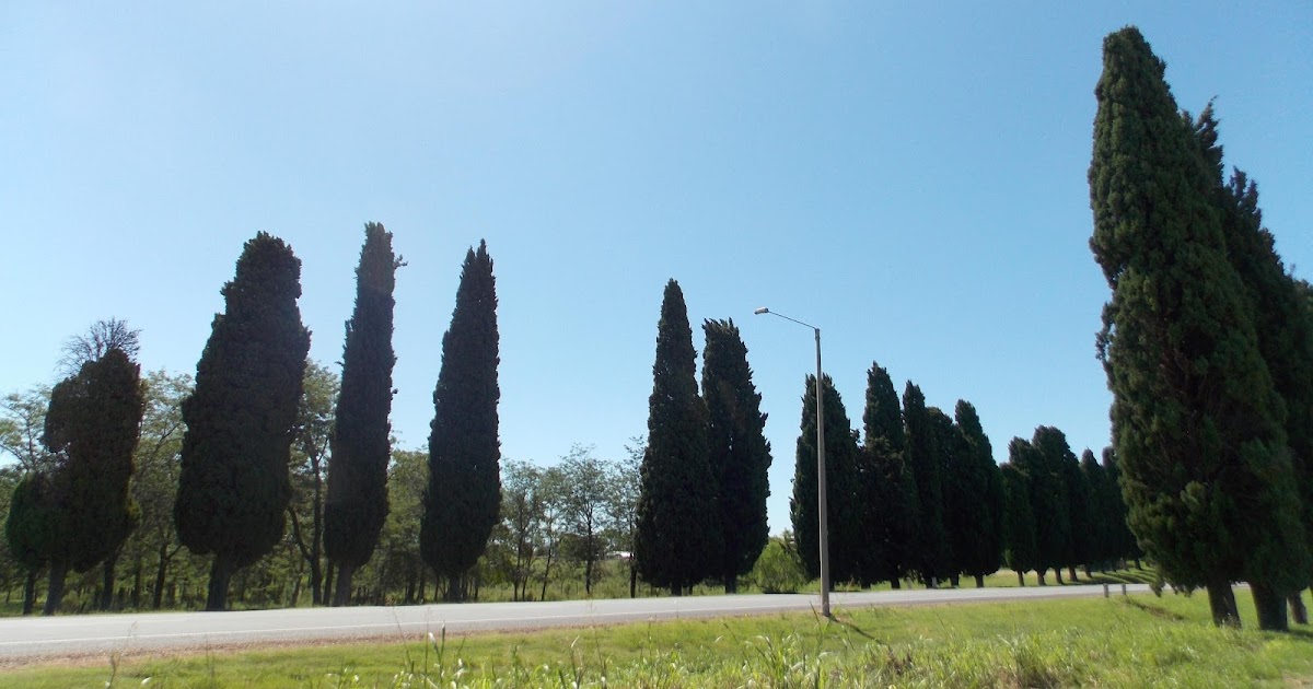 Arbol de pino wallpapers