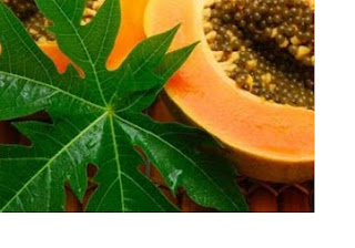 Kinh nghiệm dân gian chữa bệnh ung thư bằng lá đu đủ Kinh nghiệm dân gian chữa bệnh ung thư bằng lá đu đủ