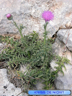 Flore du Mont Ventoux Flore du Mont Ventoux