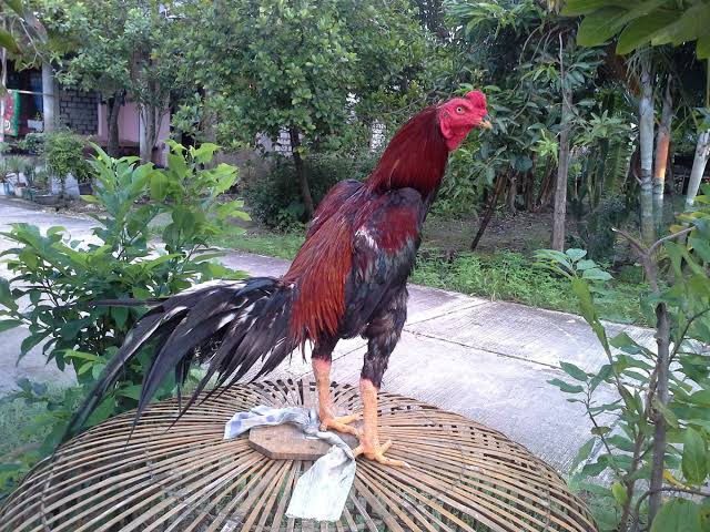 Trik Sukses Jual Beli Ayam Jago Bisikanbisnis