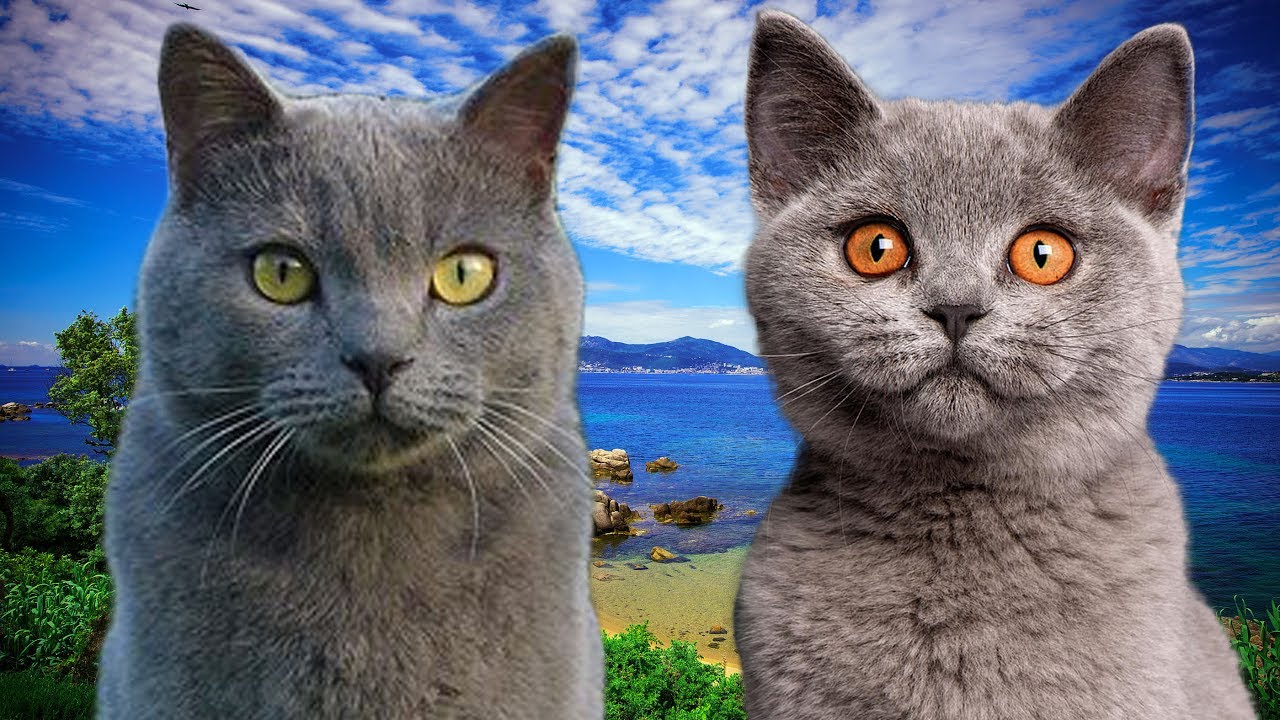 Различия кошек. Картезианская кошка шартрез. Британская короткошёрстная кошка шартрез. Шартрез и британец. Картезианская кошка голубая.