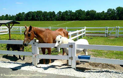 Pennsylvania & Beyond Travel Blog: Land of the Little Horses in Gettysburg