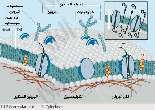 صف كيف يتحكم الغشاء البلازمي في مرور المواد معلومة