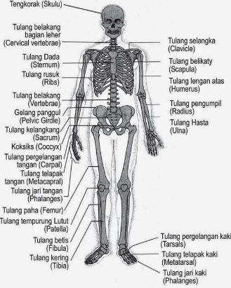 RUMAH BELAJAR " AKBAR" SOAL IPA SISTEM GERAK PADA MANUSIA