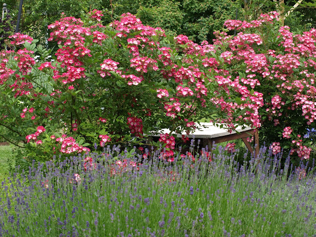 Rosa 'Mozart', Rosa moschata, Rosa moschata 'Mozart' moschataros