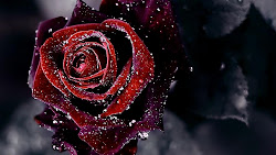 rose flower background dark 1080p