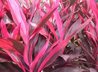 Efficacy And Red Andong Plant Benefits For Health Efficacy And Red Andong Plant Benefits For Health