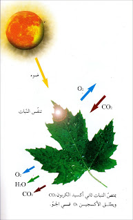 أهميّة الهواء عند النبات - النبات يتنفس كباقي الكائنات، فيطلق الأكسجين نهارا وثاني أكسيد الكربون ليلا