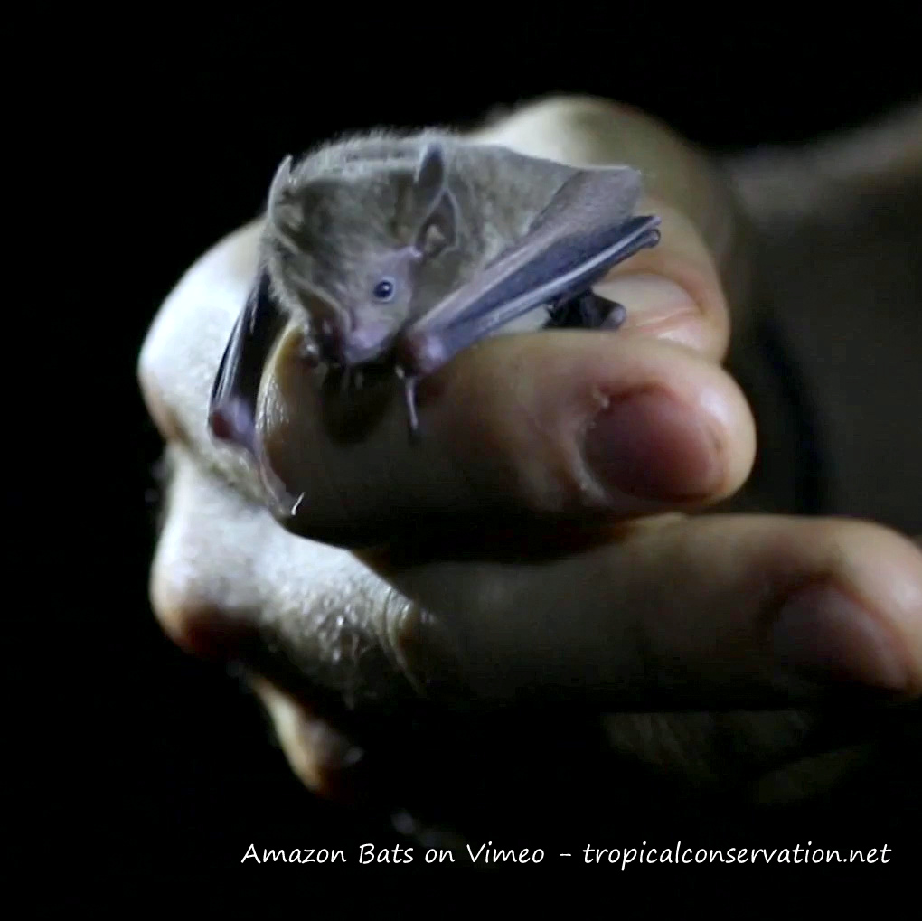 Amazon Bats
