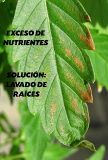 sobrefertilización Exceso de nutrientes en el sustrato