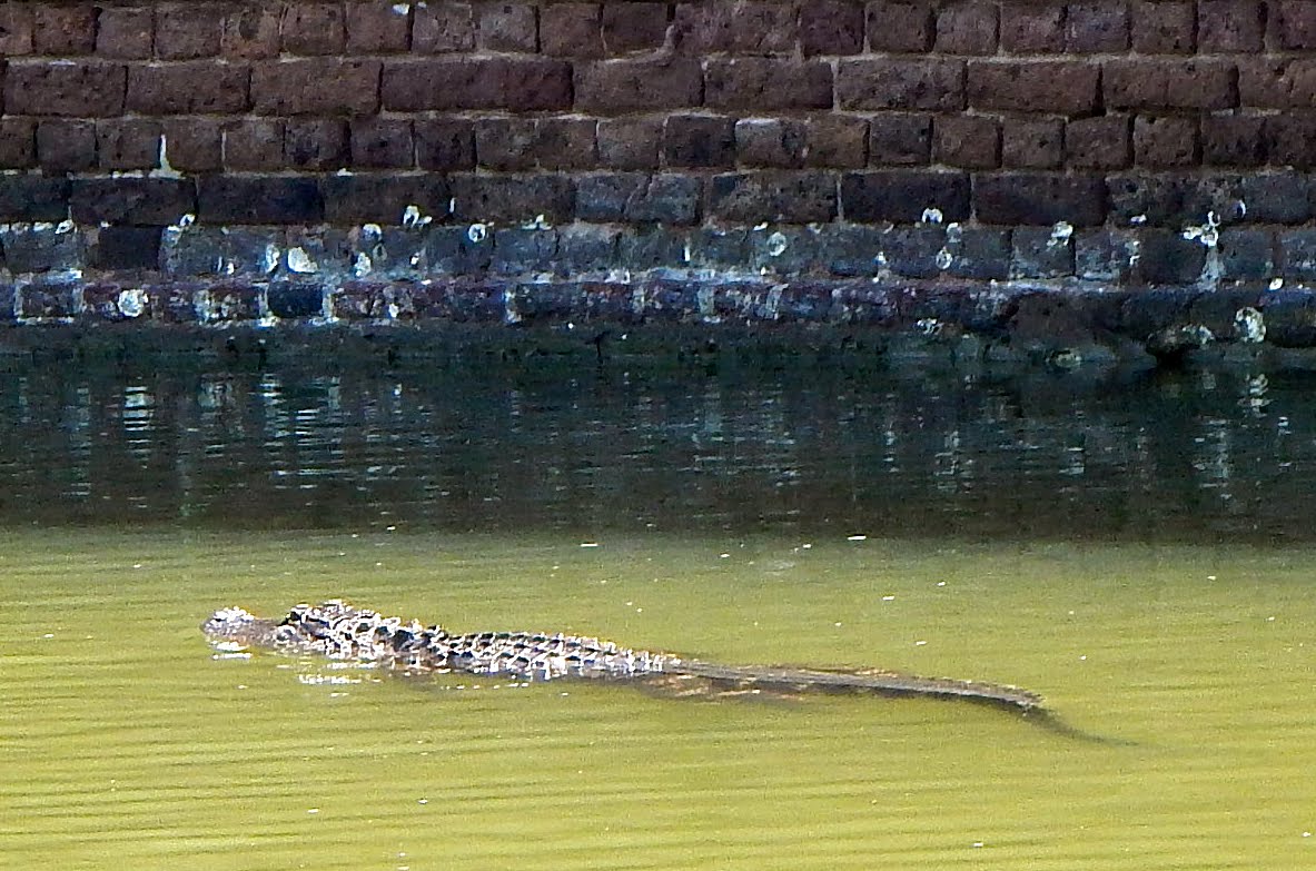 Bill and Jan RVing the USA Alligator in the Moat and more alligators!