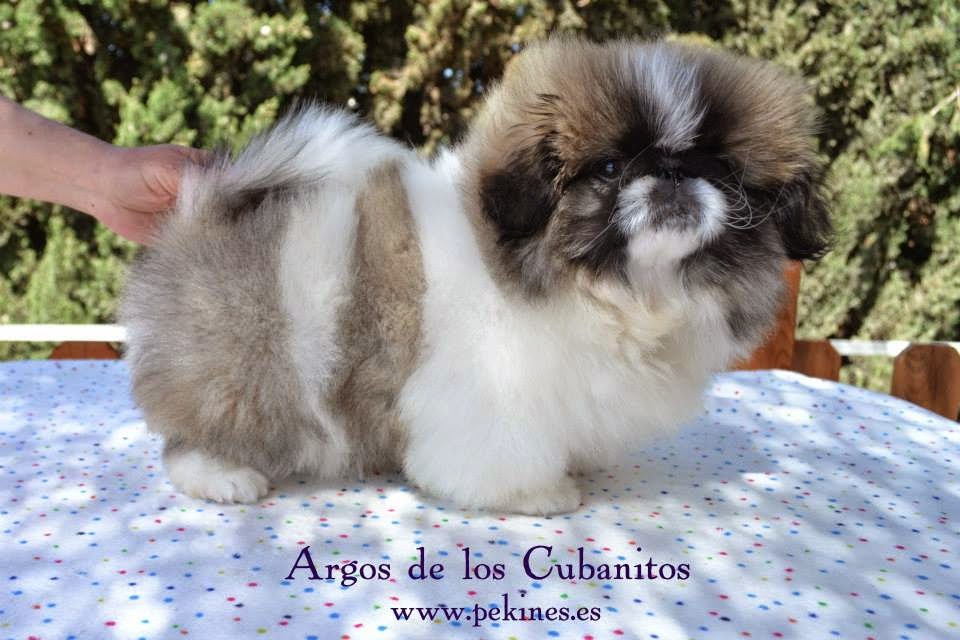 hills prescription cd