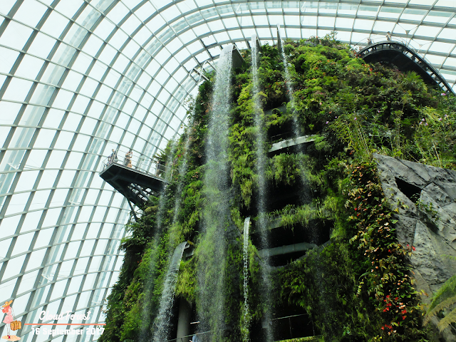 cloud forest