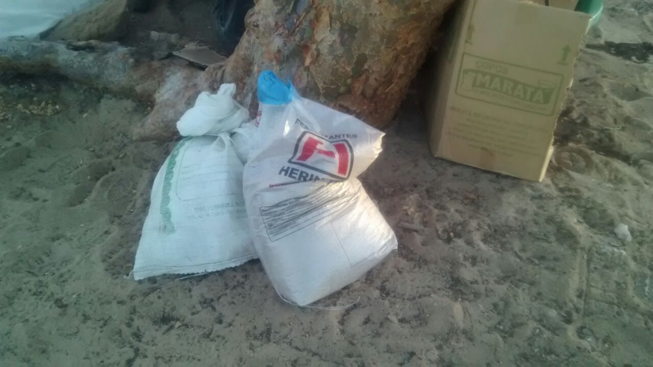 Jaguarari/Pilar-Ba: CPAC e Polícia Militar erradicaram roça com 6.250 pés de maconha na região de Pilar . Um elemento foi preso Jaguarari/Pilar-Ba: CPAC e Polícia Militar erradicaram roça com 6.250 pés de maconha na região de Pilar . Um elemento foi preso